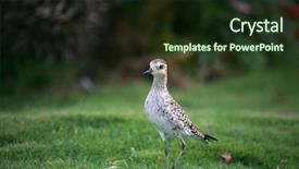  Presentation with pacific - Cool new theme with piva - pacific golden plover pluvialis fulva backdrop and a  colored foreground