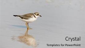  Presentation with canada - Amazing presentation theme having piva - semipalmated plover charadrius semipalmatus foraging backdrop and a light gray colored foreground