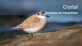  Presentation with coastal - Beautiful presentation design featuring piva - white-fronted plover charadrius marginatus backdrop and a ocean colored foreground