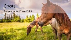  Presentation with pasture - Beautiful presentation design featuring place carpathian ukraine europe beauty backdrop and a lemonade colored foreground