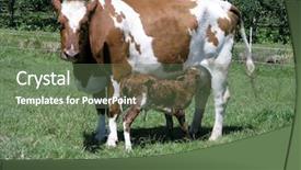  Presentation with old - PPT theme consisting of placenta - 13 minutes old background and a ocean colored foreground