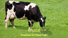  Presentation with cow - Audience pleasing PPT theme consisting of placenta - cow with newborn calf backdrop and a tawny brown colored foreground