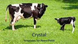  Presentation with cow - Cool new slide deck with placenta - cow with newborn calf backdrop and a yellow colored foreground