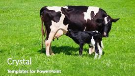  Presentation with cow - Beautiful slide deck featuring placenta - cow with newborn calf backdrop and a tawny brown colored foreground