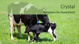  Presentation with amily a newborn - Presentation with placenta - cow with newborn calf background and a mint green colored foreground