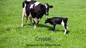  Presentation with cow - Audience pleasing presentation consisting of placenta - cow with newborn calf backdrop and a seafoam green colored foreground