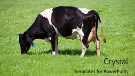  Presentation with cow - Colorful presentation design enhanced with placenta - dutch cow backdrop and a seafoam green colored foreground