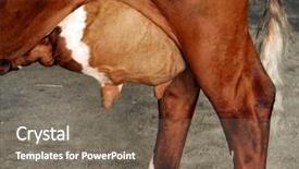  Presentation with cow - Audience pleasing slide deck consisting of placenta - full udder on a shorthorn backdrop and a gray colored foreground