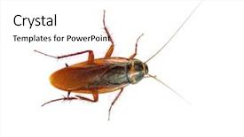  Presentation with white fragility - Presentation theme featuring plague - cockroach on white background background and a white colored foreground