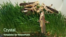  Presentation with locust - Presentation theme enhanced with plague - desert locust schistocerca gregaria eating background and a tawny brown colored foreground
