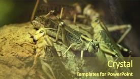  Presentation with locust - Presentation design having plague - desert locust schistocerca gregaria wildlife background and a tawny brown colored foreground