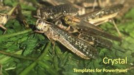  Presentation with locust - Cool new PPT layouts with plague - desert locust schistocerca gregaria wildlife backdrop and a tawny brown colored foreground