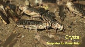  Presentation with locust - Slide deck having plague - desert locust schistocerca gregaria wildlife background and a tawny brown colored foreground
