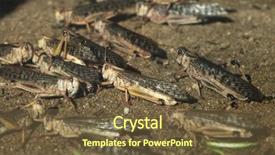  Presentation with locust - Presentation with plague - desert locust schistocerca gregaria wildlife background and a tawny brown colored foreground