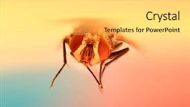  Presentation with house fly insect close up - Amazing slide deck having plague - extreme close up shot backdrop and a yellow colored foreground
