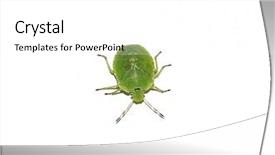  Presentation with stink - Audience pleasing theme consisting of plague - green stink bug nezara viridula backdrop and a white colored foreground