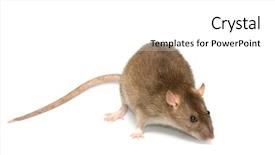  Presentation with rat - PPT layouts consisting of plague - grey rat background and a white colored foreground