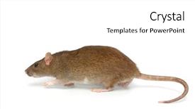  Presentation with rat - Colorful PPT layouts enhanced with plague - grey rat backdrop and a white colored foreground