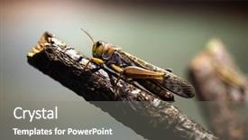  Presentation with locust - Amazing slide set having plague - migratory locust locusta migratoria wildlife backdrop and a gray colored foreground