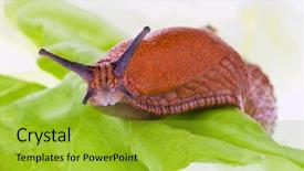  Presentation with lettuce - Amazing PPT layouts having plague - slug crawls on a leaf backdrop and a gold colored foreground
