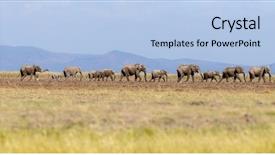  Presentation with elephants - Presentation design featuring plaim - herd of elephants walk background and a light blue colored foreground