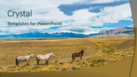  Presentation with horses - Beautiful PPT theme featuring plaim - three horses behind the fence backdrop and a light blue colored foreground