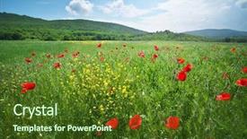  Presentation with jasmine spring flowers - PPT layouts with plain background - spring flowers poppy in meadow background and a  colored foreground