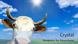  Presentation with cow - Amazing presentation theme having plain sky - brown holstein cow backdrop and a light blue colored foreground