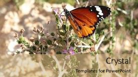  Presentation with plain - Slide deck featuring plain tiger butterfly danaus chrysippus background and a coral colored foreground