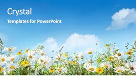  Presentation with blue flower bulb field - Presentation theme having plain yellow - field of daisy flower background and a teal colored foreground