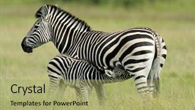  Presentation with foal - PPT theme consisting of plains burchell s zebra equus quagga mare with foal etosha national park namibia southern africa background and a mint green colored foreground