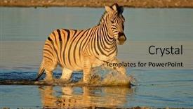  Presentation with water park - Theme having plains burchell's zebra equus quagga walking in water late afternoon etosha national park namibia southern africa background and a gold colored foreground