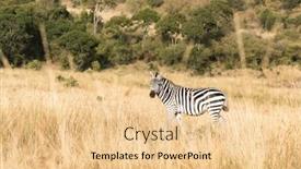  Presentation with kenya - Presentation theme enhanced with plains-or-common-zebra-equus background and a lemonade colored foreground