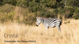  Presentation with kenya - Amazing presentation having plains-or-common-zebra-equus backdrop and a lemonade colored foreground