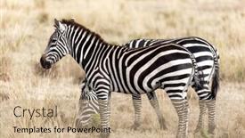  Presentation with about kenya - PPT layouts having plains-or-common-zebra-equus background and a coral colored foreground