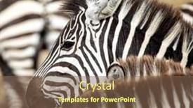  Presentation with kenya - Presentation theme with plains-or-common-zebra-equus background and a violet colored foreground