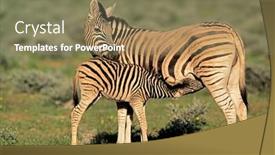  Presentation with foal - Presentation theme enhanced with plains-zebra-equus-burchelli-mare background and a violet colored foreground