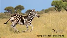  Presentation with safari south africa - Presentation consisting of plains-zebra-equus-burchelli-running background and a  colored foreground