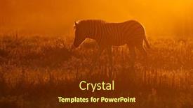  Presentation with dust - PPT theme with plains-zebra-equus-burchelli background and a tawny brown colored foreground