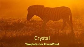  Presentation with dust - Theme featuring plains-zebra-equus-burchelli background and a tawny brown colored foreground