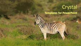  Presentation with africa - Slides having plains-zebra-equus-burchelli background and a tawny brown colored foreground
