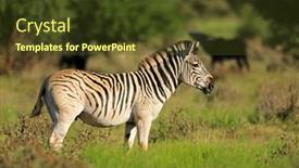  Presentation with africa - Presentation design having plains-zebra-equus-burchelli background and a  colored foreground