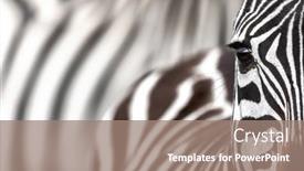  Presentation with kenya - PPT layouts having plains-zebra-equus-quagga-closeup background and a coral colored foreground