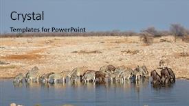  Presentation with business plan blue - Slide deck having plains zebras and blue wildebeest background and a light blue colored foreground