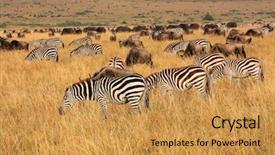  Presentation with business plan blue - Colorful slide set enhanced with plains zebras and blue wildebeest backdrop and a gold colored foreground