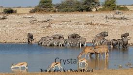  Presentation with blue - Slides with plains-zebras-blue-wildebeest-springbok background and a coral colored foreground