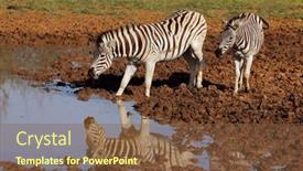  Presentation with south africa - Slide deck having plains-zebras-equus-burchelli-drinking background and a tawny brown colored foreground