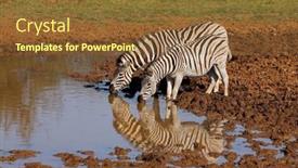  Presentation with south africa - Presentation theme having plains-zebras-equus-burchelli-drinking background and a tawny brown colored foreground