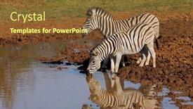  Presentation with south africa - Presentation theme enhanced with plains-zebras-equus-burchelli-drinking background and a tawny brown colored foreground
