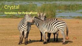  Presentation with natural - Slide deck with plains-zebras-equus-burchelli background and a tawny brown colored foreground